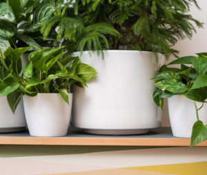 Four green potted plants of various sizes on top of a credenza