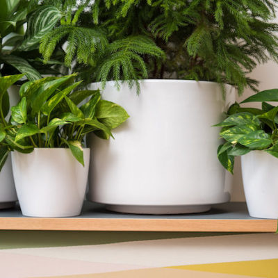 Four green potted plants of various sizes on top of a credenza