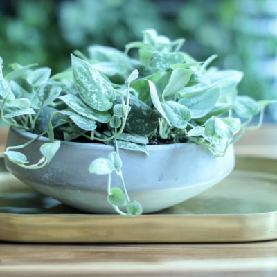Silver pothos in low wide dish